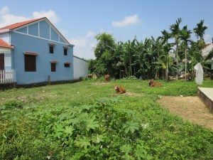Grazing cows on Cam Nam island