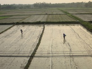 Workers in the rice fields