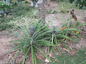 Tiny pineapples!