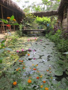 Pretty water lilies