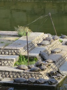 Turtles at Shitennō-ji Temple